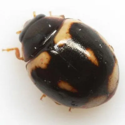 thumbnail for publication: Ladybird Beetles Recent Immigrants to Florida (Insecta: Coleoptera: Coccinellidae)
